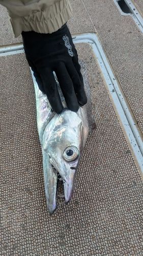 タチウオの釣果