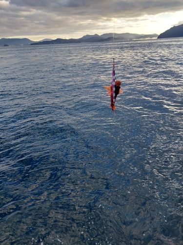 アラカブの釣果