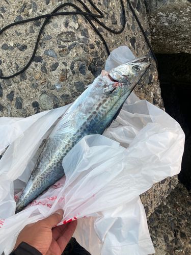 サゴシの釣果