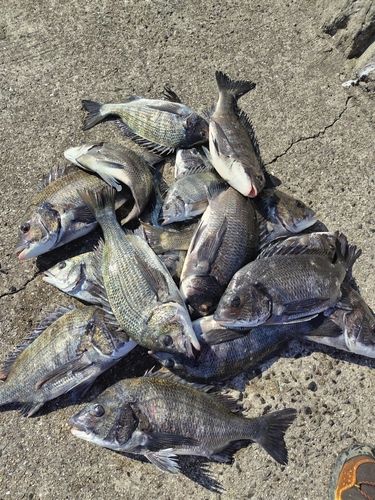 チヌの釣果