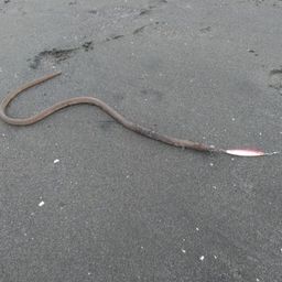 ダイナンウミヘビ