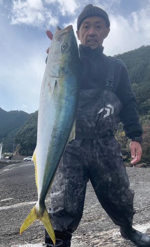 ブリの釣果