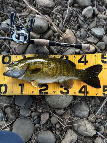スモールマウスバスの釣果
