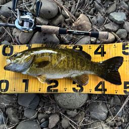 スモールマウスバス