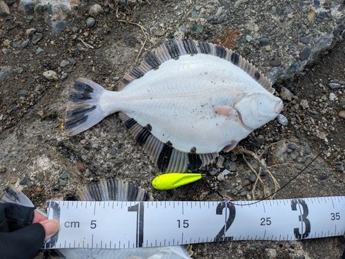 カワガレイの釣果