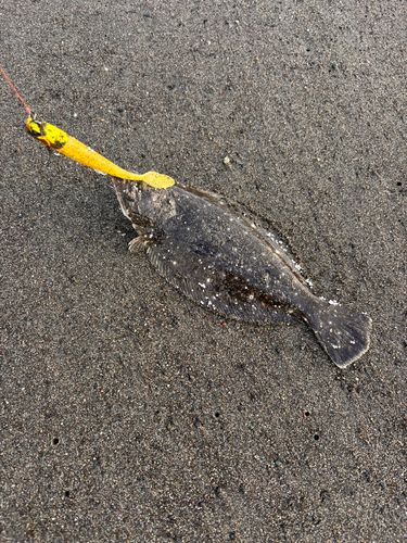 ヒラメの釣果