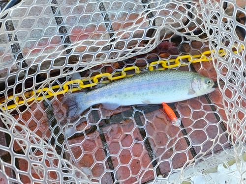 ニジマスの釣果