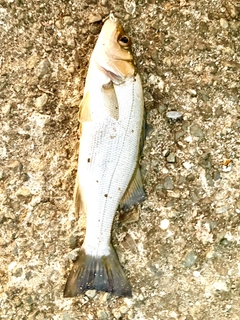 セイゴ（ヒラスズキ）の釣果