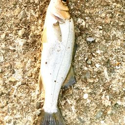 セイゴ（ヒラスズキ）