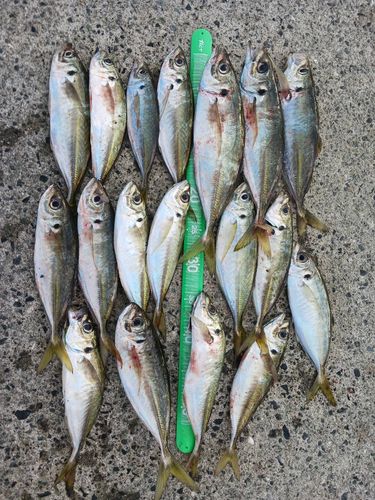 アジの釣果