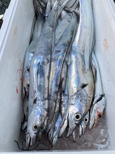 タチウオの釣果