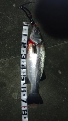 ヒラスズキの釣果