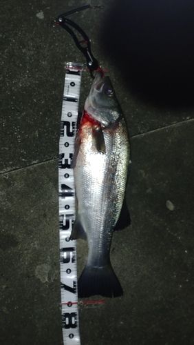 ヒラスズキの釣果