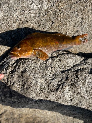 アイナメの釣果