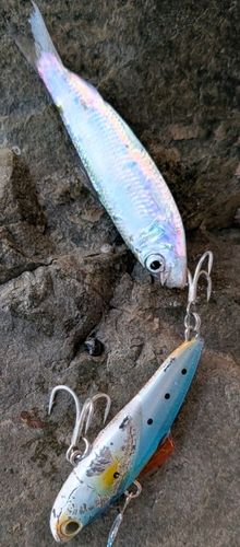 コノシロの釣果