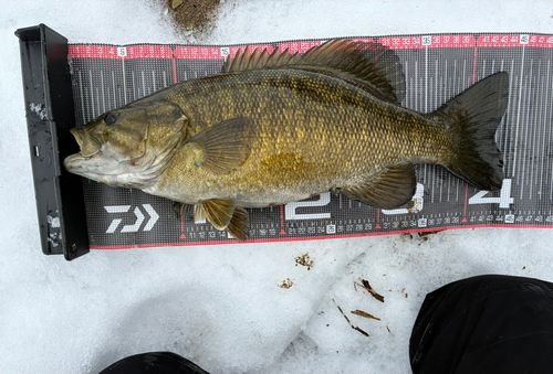 スモールマウスバスの釣果