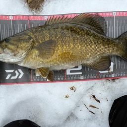 スモールマウスバス