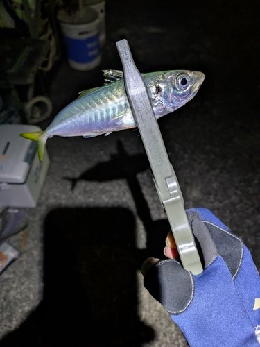 マアジの釣果