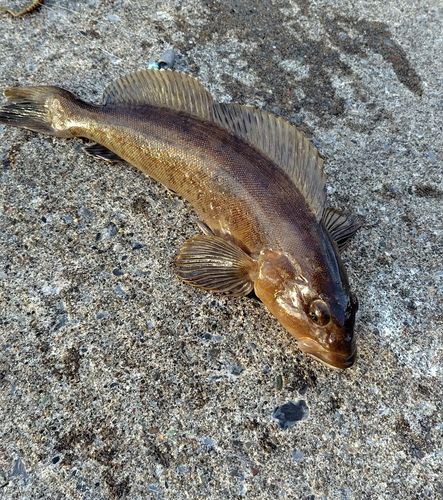 アイナメの釣果