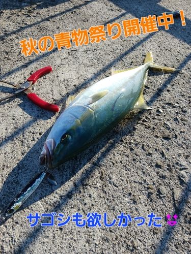 ヤズの釣果