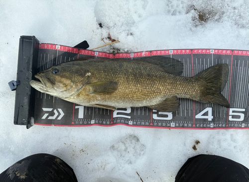 スモールマウスバスの釣果