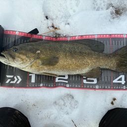 スモールマウスバス