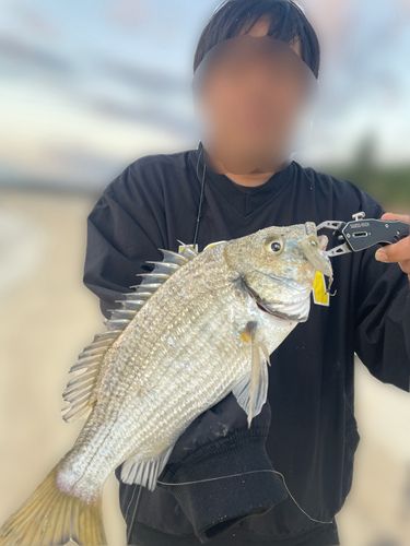 ミナミクロダイの釣果