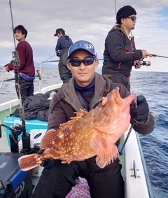 ウッカリカサゴの釣果