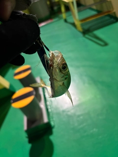 マアジの釣果