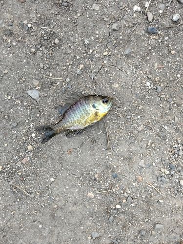 ブルーギルの釣果