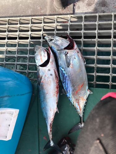 桜島海づり公園