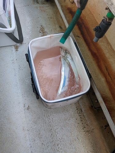 タチウオの釣果