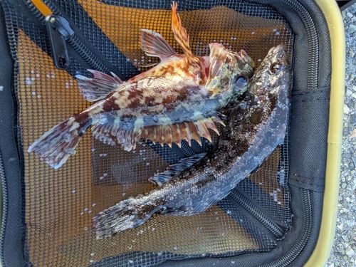 アイナメの釣果