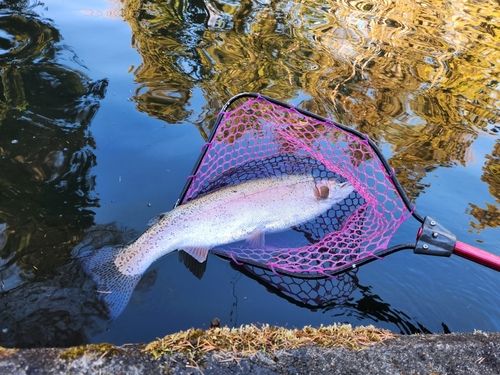 ニジマスの釣果