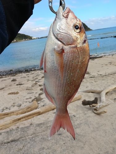 タイの釣果