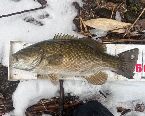 スモールマウスバスの釣果