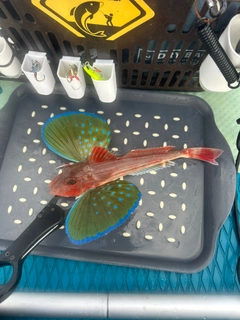 ホウボウの釣果