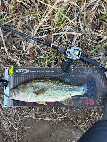 利根川江戸川合流