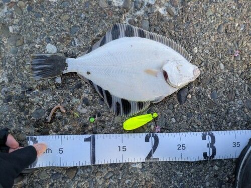 カワガレイの釣果