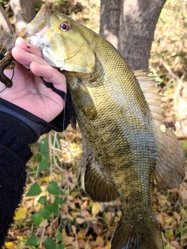 スモールマウスバスの釣果