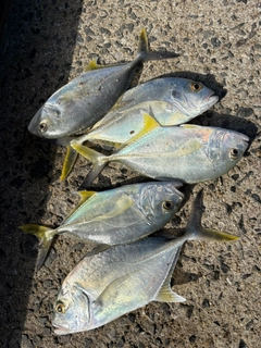 ヒラアジの釣果