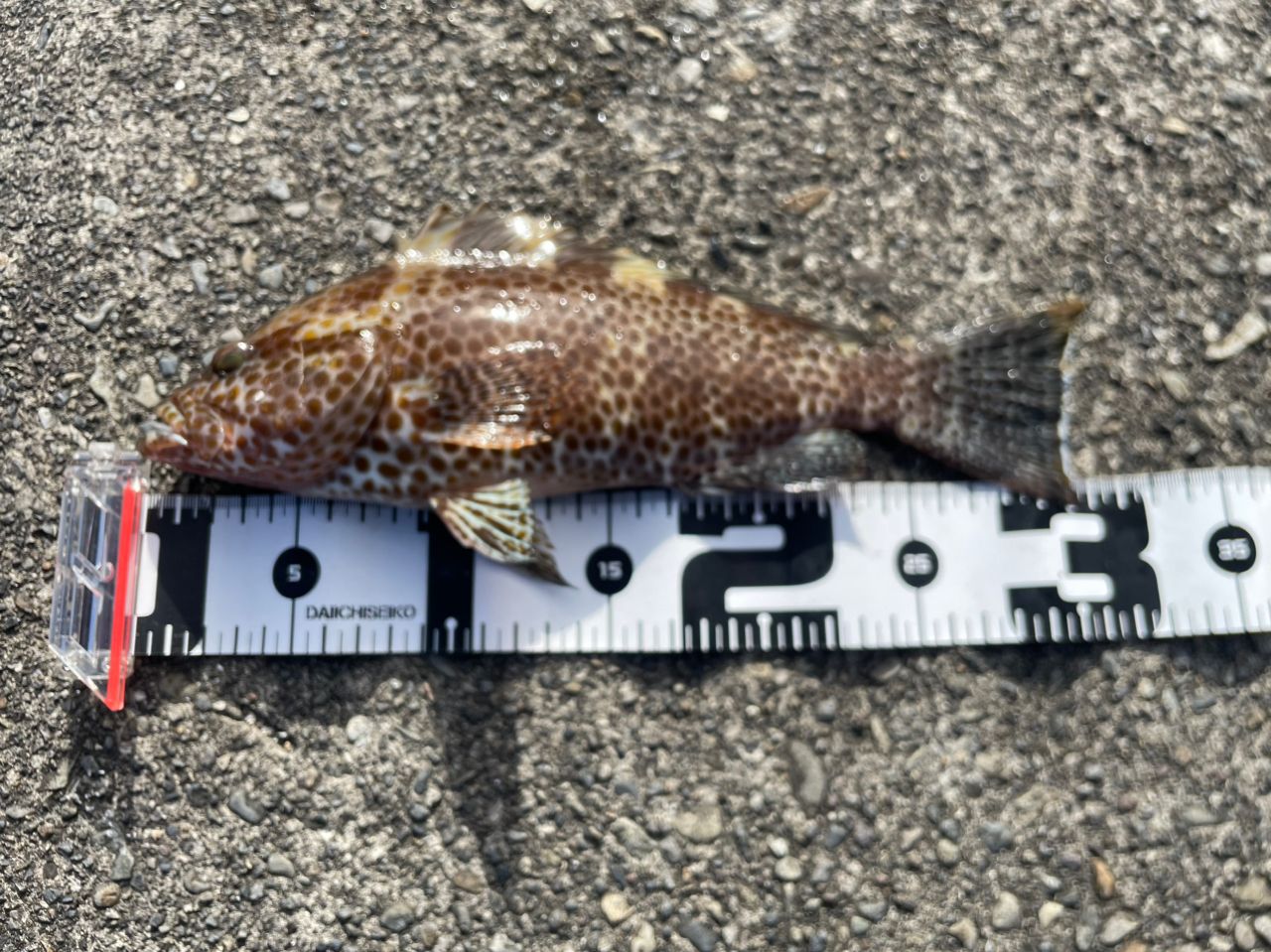 TICT アイスキューブ IC-83TTの最安値・インプレ・釣果 | 本音の口コミ