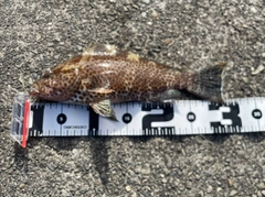 オオモンハタの釣果