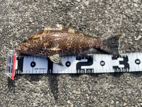 オオモンハタの釣果