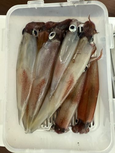 ヤリイカの釣果