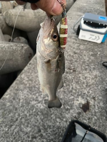 セイゴ（ヒラスズキ）の釣果