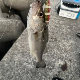 セイゴ（ヒラスズキ）