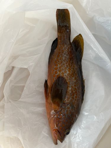 キジハタの釣果