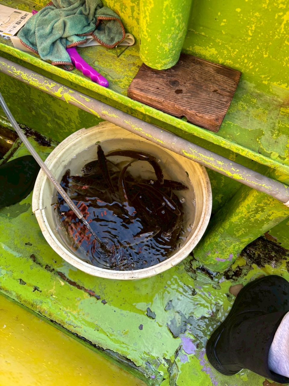 EZTAAさんの釣果 3枚目の画像