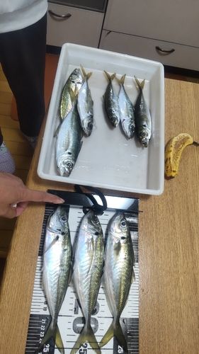 アジの釣果